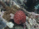 Großpolypige Steinkoralle (Symphyllia radians)