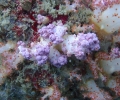 farbige Weichkoralle (Dendronephthya sp.)