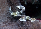 Oshimas Porzellankrebs (Neopetrolisthes oshimai)