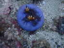 Falsche Clownfische (Amphiprion ocellaris) in Prachtanemone (Heteractis magnifica)