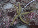 Blauer Seestern (Linckia laevigata)