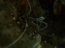 Gebänderte Scherengarnele (Stenopus hispidus)
