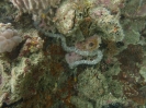 Gefleckte Wurmseegurke (Synapta maculata )