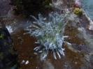 Federstern (Cenometra sp.)