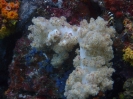 Bäumchen-Weichkoralle (Dendronephthya sp)