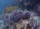 Weichkoralle (Nephthea sp.)-2