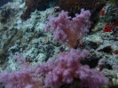 Bäumchen-Weichkoralle (Dendronephthya sp)