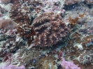 Steinkoralle (Symphyllia sp.)