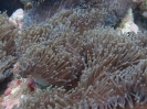 Lederanemone (Heteractis crispa)