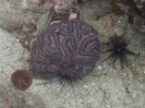 Großpolypige Steinkoralle (Symphyllia radians)