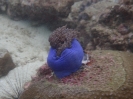 Prachtanemone (Heteractis magnifica)