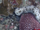 Gestrichelte Seegurke (Pearsonothuria graeffei)