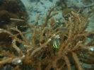 Kleinpolypige Steinkoralle (Acropora formosa)
