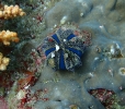 Globus-Seeigel (Mespilia globulus)