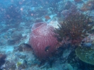 Großer Vasenschwamm (Xestospongia testudinaria)