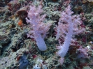 Bäumchen-Weichkoralle (Dendronephthya sp)