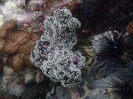 Weichkoralle (Nephthea sp.)