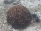 Großpolypige Steinkoralle (Symphyllia recta)