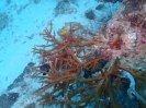 Geweihkoralle (Acropora abrolhosensis)