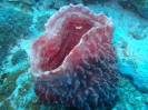 Großer Vasenschwamm (Xestospongia testudinaria)