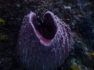 Großer Vasenschwamm (Xestospongia testudinaria)