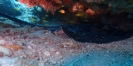 Schwarzpunkt-Stechrochen (Taeniura meyeni)