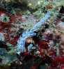 Nacktschnecke (Pteraeolidia ianthina)