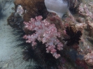 Bäumchen-Weichkoralle (Dendronephthya sp)