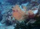 Roter Riesen-Knotenfächer (Melithaea sp.)