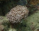 Margeritenkoralle (Goniopora columna)