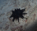 Diadem-Seeigel (Diadema setosum)