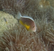 Indischer Weißrücken-Clownfisch (Amphiprion akallopisos) in Lederanemone (Heteractis crispa)