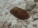 Seezunge (herpolitha limax)