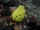 Haarstern (Cenometra emendatrix)
