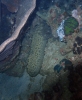 Seewalze (Holothuria (Thymiosycia) arenicola)