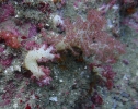 Bäumchen-Weichkoralle (Dendronephthya sp)