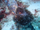 Prachtanemone (Heteractis magnifica) mit falschen Clownfischen (Amphiprion ocellaris) 