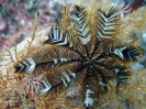 Haarstern (Dichrometra flagellata)