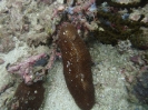 Seezunge (herpolitha limax)