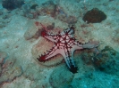 Lincks Walzenseestern (Protoreaster linckii)