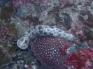 Gestrichelte Seegurke (Pearsonothuria graeffei)
