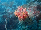 Orange-gelbe Kelchkoralle (Tubastraea faulkneri)