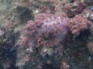 Weichkoralle (Nephthea sp.)