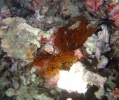 Schlegels Haarstern (Comanthina schlegelii)