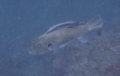 Mappa-Kugelfisch (Arothron mappa) mit Gemeinem Schiffshalter (Remora remora)