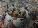 Masken-Igelfisch (Diodon liturosus)