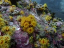 Orange-gelbe Kelchkoralle (Tubastraea faulkneri)