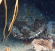 Stachelauster (Spondylus varius)