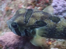 Masken-Igelfisch (Diodon liturosus)