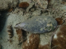 Miesmuschel (Mytilus edulis)